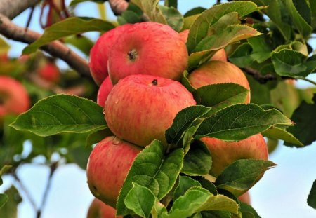 *** Apples *** - drzewa, owoce, jablka, natura