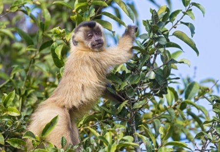 *** Monkey on a tree *** - drzewo, ladowe, malpka, zwierzeta