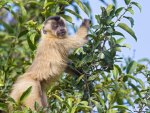 *** Monkey on a tree ***