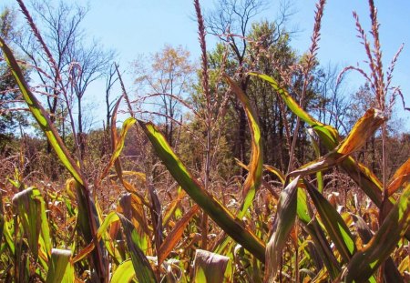 Autumn Corn Stalks - nature, fall, autumn, corn, field