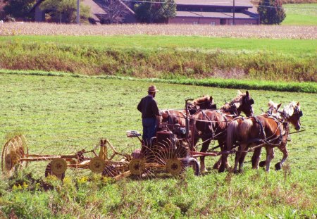 Farmer Working the Field - fall, nature, horses, farmer, amish, harvest, hay