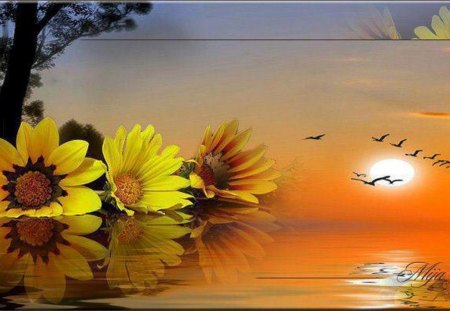 Fantasy Daisies on Water - lake, sunset, flowers, daisies, birds