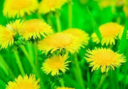 Dandelions of course ... - wildflowers, dandelions, green, weeds, petals, wild