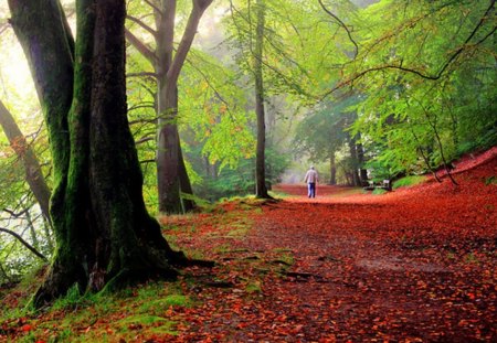 autumn - forest, nature, foliage, beauty