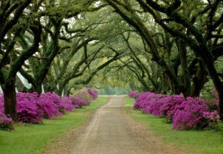 road - nature, tree, buhes, road