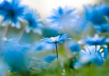 I got the blues........ - flowers, stems, blue, petals