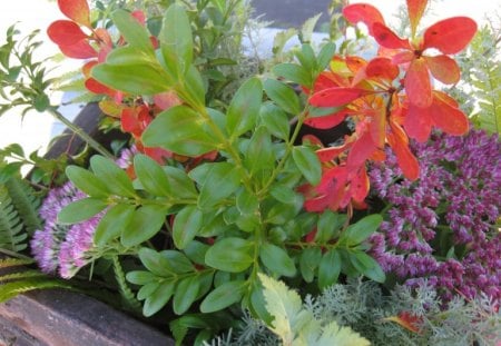 Autumn Arrangement - pot, flowers, colors, autumn