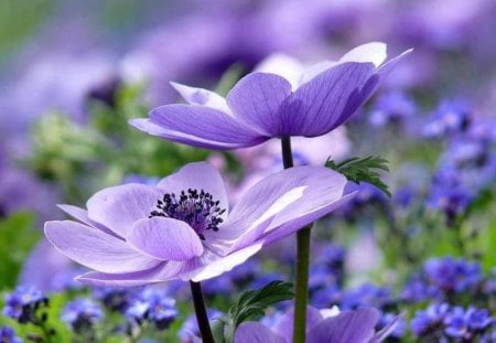 Purple Haze - pretty, flowers, nature, purple