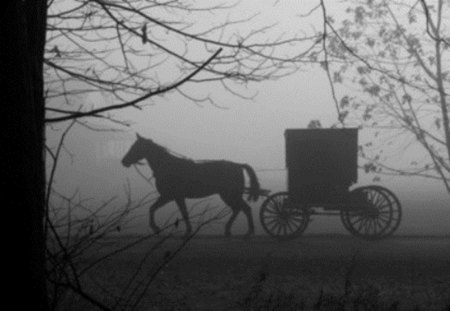 black and white carriage - carriage, black and white, fog, cool