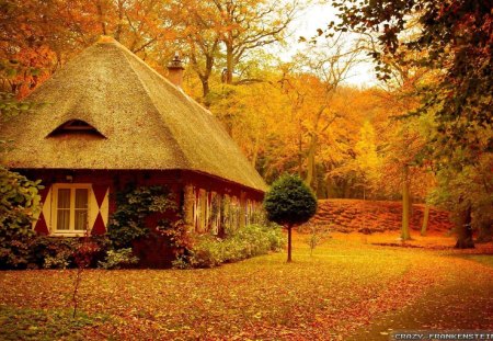 Little House in the Forest - autumn, sky, trees, daylight, day, ground, limbs, nature, forest, yellow, architecture, leaves, orange, green, house