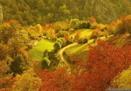 Panorama Autumn View - trees, yellow, grass, colors, forest, daylight, leaves, ground, nature, autumn, view, red, green, panorama, day