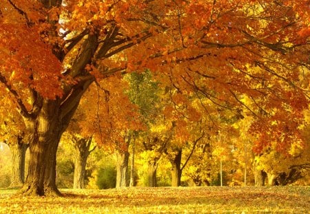 *** Autumn in the park *** - natura, drzewa, park, jesien