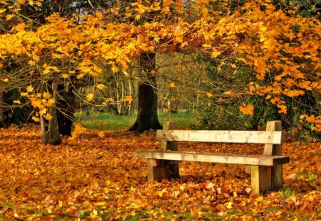 *** Autumn in the park *** - natura, drzewa, park, jesien