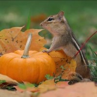 *** Chipmunk with pumpkin ...***