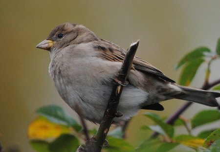 *** Sparrow *** - zwierzeta, wrobel, ptaki, szary