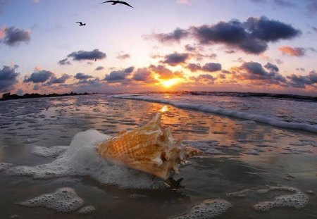 Lonely Beach - sky, ocean, shell, sand, birds