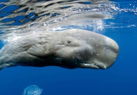 Sperm Whale - whale, big, animal, water