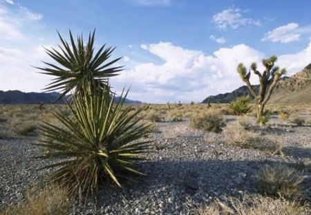 Mojave Desert Scenery - nature, sky, desert, yucca