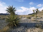 Mojave Desert Scenery