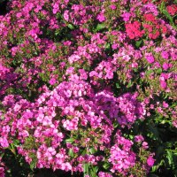 pink flowers Invermere BC - Canada