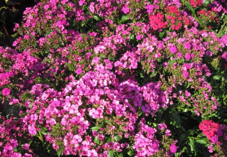 pink flowers Invermere BC - Canada - red, pink, photography, green, flowers