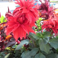 Red Flowers Invermere BC - Canada