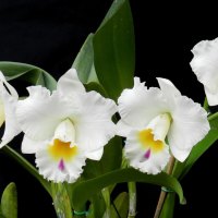 *** Orchids ***