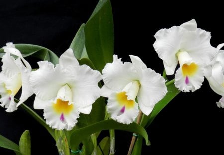 *** Orchids *** - orchidee, piekne, natura, kwiaty