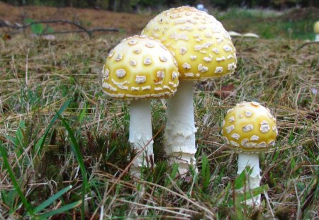 Odd Mushrooms - mushrooms, flowers, grass, nature