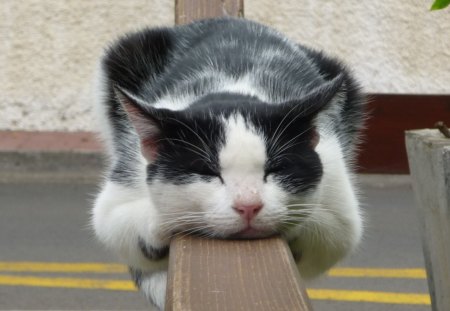 *** Lazy Cat  ***