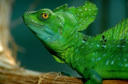 *** Green Lizard *** - gady, zielona, zwierzeta, jaszczurka