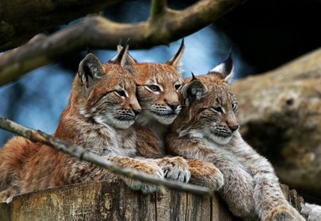 *** Lynx Family *** - rysiow, ladowe, zwierzeta, rodzina