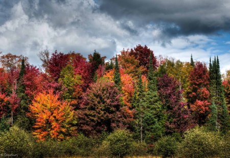 *** Autumn in Forest *** - las, niebo, jesien, natura