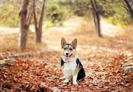 *** Dog in Autumn Park ***