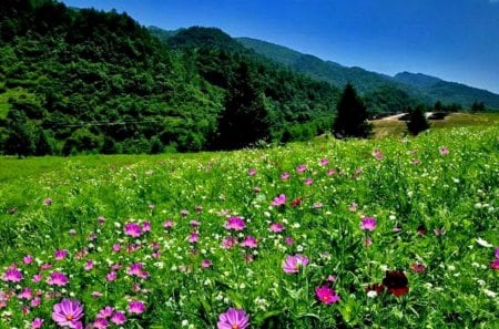 Mountain meadow - pretty, summer, grass, meadow, mountain, flowers, fresh, field, nice, beautiful, slope, lovely, freshness, peaks, nature, green, delight