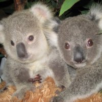 "Baby Koala's Eric and Penny"