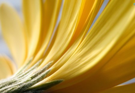 Yellow Gerbera - flowers, yellow, petals, gerbera