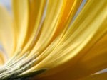 Yellow Gerbera