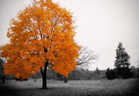 * - nature, autumn, photography, wp, duotone, bw, tree, contrast