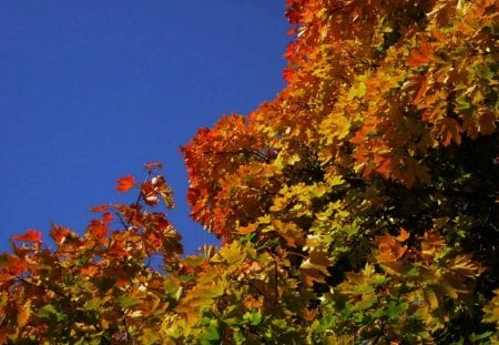 Autumn 2012 - 2012, leaves, tree, herbst, autumn