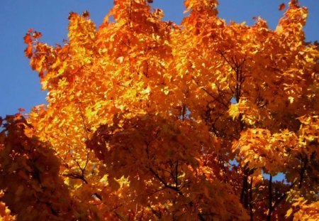 Autumn 2012 - 2012, autumn, herbst, tree, leaves