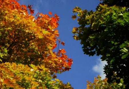 Autumn 2012 - 2012, autumn, herbst, tree, leaves