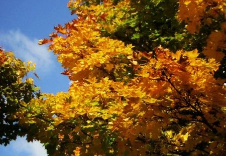 Autumn 2012 - 2012, autumn, herbst, tree, leaves