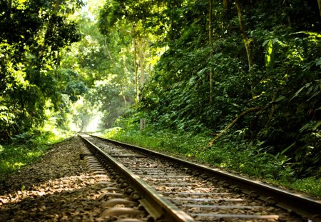 Where it ends ? - trees, rail line, forest, nature