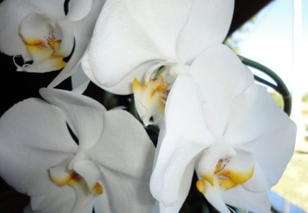 White orchid - white, orchid, yellow, lovely