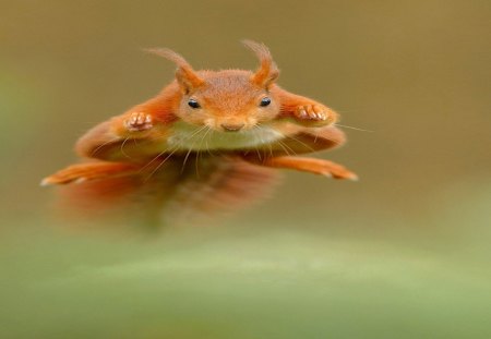 Squirrel - tail, pine, summer, cute, sweet, adorable, squirrel, playing, lovely, bushy, tree, boron