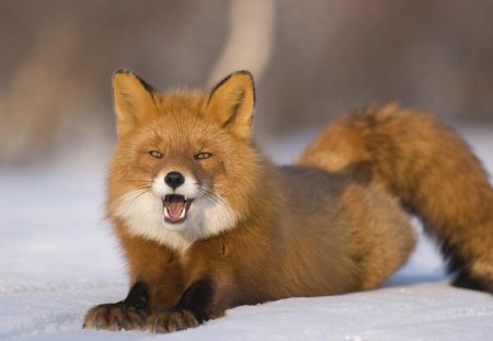 RED FOX IN THE SNOW - canine, snow, mammal, wild, red fox