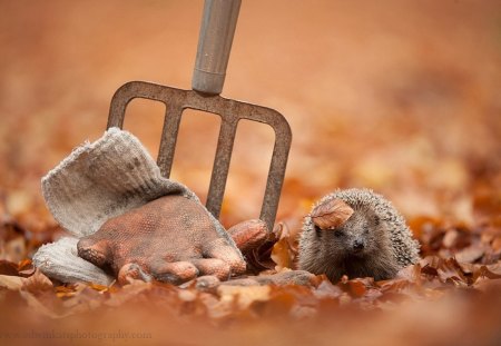 Hedgehog - fall, animal, nature, hedgehog, autumn, fork, glove