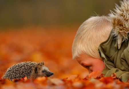 Hedgehog - fall, hedgehog, nature, boy, man, autumn