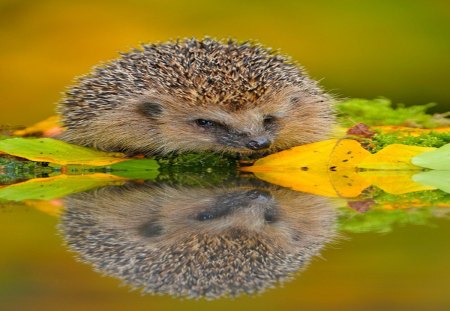 Hedgehog - fall, boy, nature, hedgehog, autumn, man